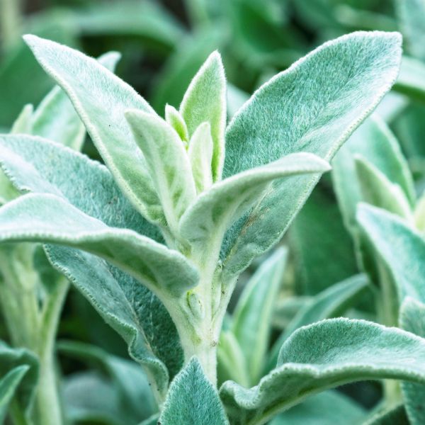lambs ear succulent Helene Von Stein Lambs Ear