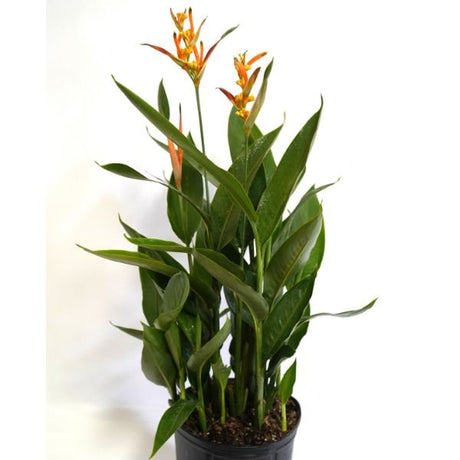 Heliconia Parrot's Beak Choconiana - Nature Hills Nursery - #3 Container - 
