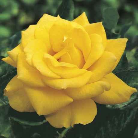 Henry Fonda™ Hybrid Tea Rose - Rose - Nature Hills Nursery - 3 Container - 