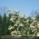 Plants Under $30