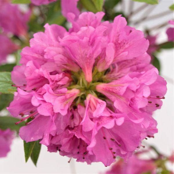 Herbert Azalea (Rhododendron x 'Herbert') planted in a residential landscape.