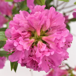 Herbert Azalea (Rhododendron x 'Herbert') planted in a residential landscape.