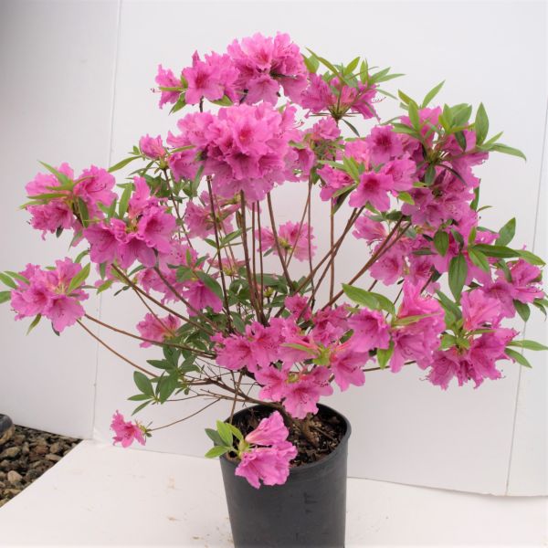 Close-up of pink rhododendron flowers on Herbert Azalea blooming in early spring to late spring.