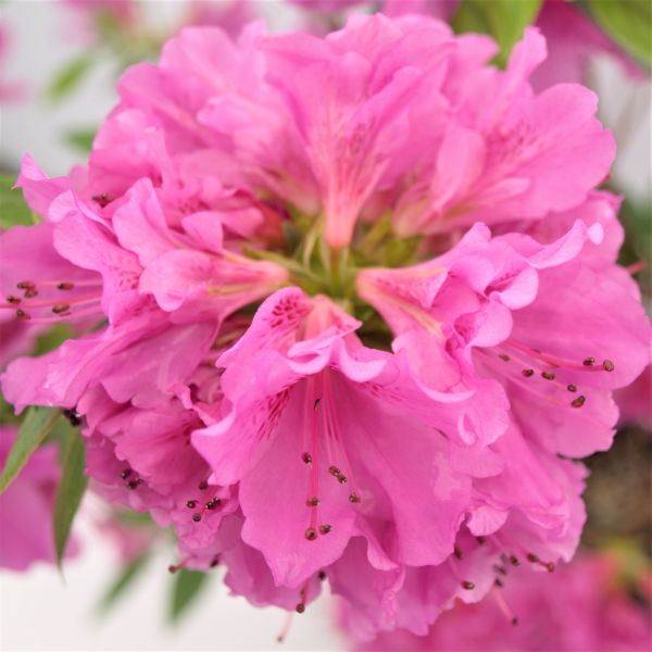 Herbert Azalea (Rhododendron x 'Herbert'), a shrub featuring pink flowers and broad-leaved evergreen.