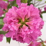 Herbert Rhododendron - Nature Hills Nursery - #3 Container - 