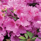 Herbert Rhododendron - Nature Hills Nursery - #3 Container - 