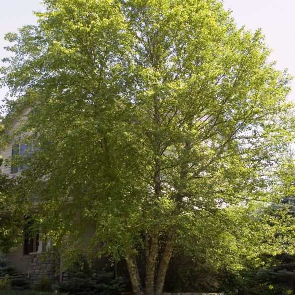 Heritage® River Birch (Betula nigra 'Cully'), a tree featuring deciduous and multi-trunked, open form.