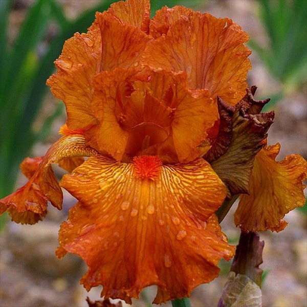 Hermes Tall Bearded Iris - Nature Hills Nursery - Bare Root Iris - 