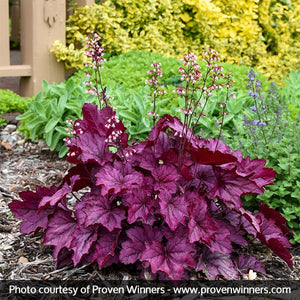 Perennial foliage of Wild Rose Coral Bells (Heuchera PRIMO 'Wild Rose') in a garden setting.
