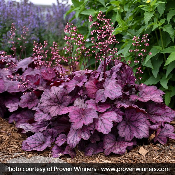 Wild Rose Coral Bells (Heuchera PRIMO 'Wild Rose'), a perennial featuring pink flowers and perennial.