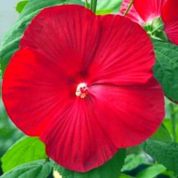 Perennial foliage of Luna™ Red Hibiscus (Hibiscus moscheutos 'Luna Red') in a garden setting.