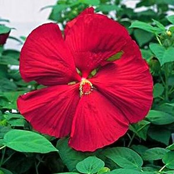 Luna™ Red Hibiscus (Hibiscus moscheutos 'Luna Red'), a perennial featuring red flowers and perennial.