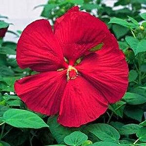Luna™ Red Hibiscus (Hibiscus moscheutos 'Luna Red'), a perennial featuring red flowers and perennial.