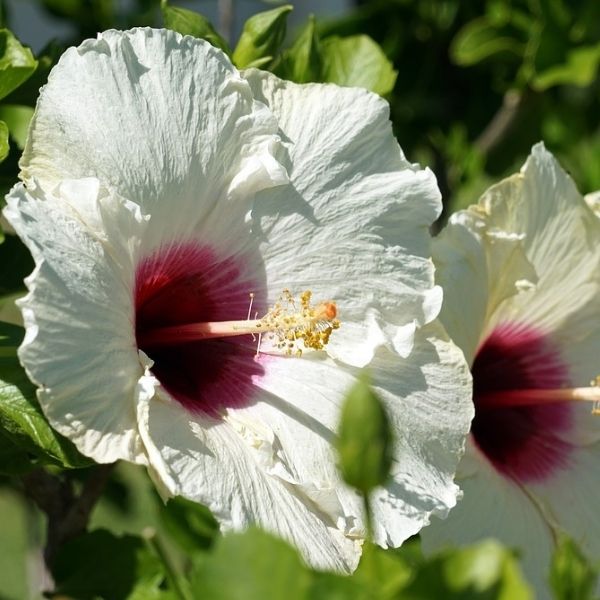 Luna White Hardy Hibiscus