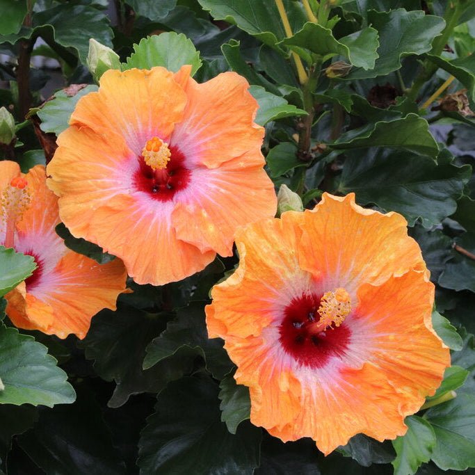 Hollywood Hibiscus Heartthrob | Bold Red Flowers