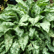 High Contrast Lungwort - Nature Hills Nursery - Premium #1 Container - 
