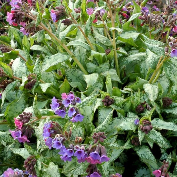 Close-up of blue, pink pulmonaria flowers on High Contrast Lungwort blooming in early spring to late spring.