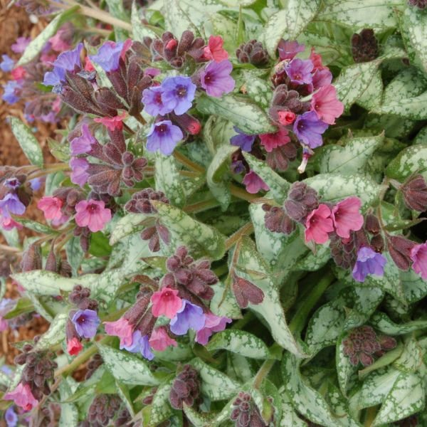 Perennial foliage of High Contrast Lungwort (Pulmonaria ‘High Contrast’ PP12,337) in a garden setting.