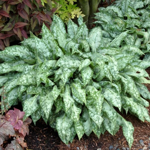 High Contrast Lungwort (Pulmonaria ‘High Contrast’ PP12,337) growing in a garden landscape, showing mature perennial form.