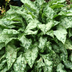 High Contrast Lungwort (Pulmonaria ‘High Contrast’ PP12,337), a perennial featuring blue, pink flowers and perennial.