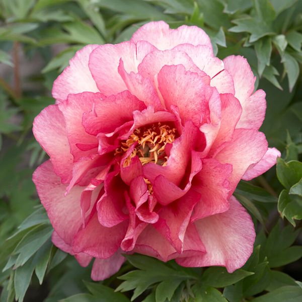 Hillary Peony