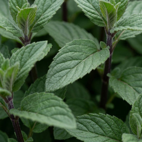 Close-up of Hillary's Sweet Lemon Mint foliage showing softly textured, deep green leaves in natural daylight.