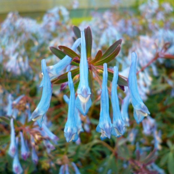 Hillier&trade; Porcelain Blue Corydalis - Nature Hills Nursery - #1 Container 2 Pack - 