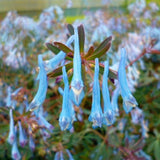 Hillier&trade; Porcelain Blue Corydalis - Nature Hills Nursery - #1 Container 2 Pack - 