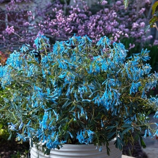 Hillier&trade; Porcelain Blue Corydalis - Nature Hills Nursery - #1 Container 2 Pack - 