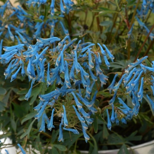 Hillier&trade; Porcelain Blue Corydalis - Nature Hills Nursery - #1 Container 2 Pack - 