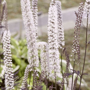 Close-up of white actaea flowers on Hillside Black Beauty Bugbane blooming in late summer to early fall.