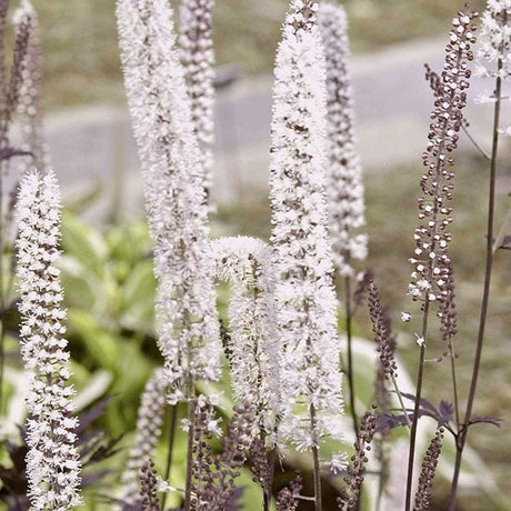 Close-up of white actaea flowers on Hillside Black Beauty Bugbane blooming in late summer to early fall.
