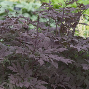 Perennial foliage of Hillside Black Beauty Bugbane (Actaea simplex 'Hillside Black Beauty') in a garden setting.