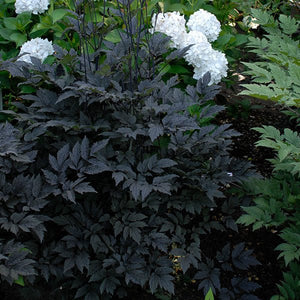 Hillside Black Beauty Bugbane (Actaea simplex 'Hillside Black Beauty'), a perennial featuring white flowers and perennial.