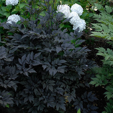 Hillside Black Beauty Bugbane (Actaea simplex 'Hillside Black Beauty'), a perennial featuring white flowers and perennial.
