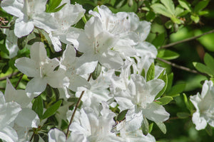 Hino White Azalea - Bush - Nature Hills Nursery - 1 Container - 
