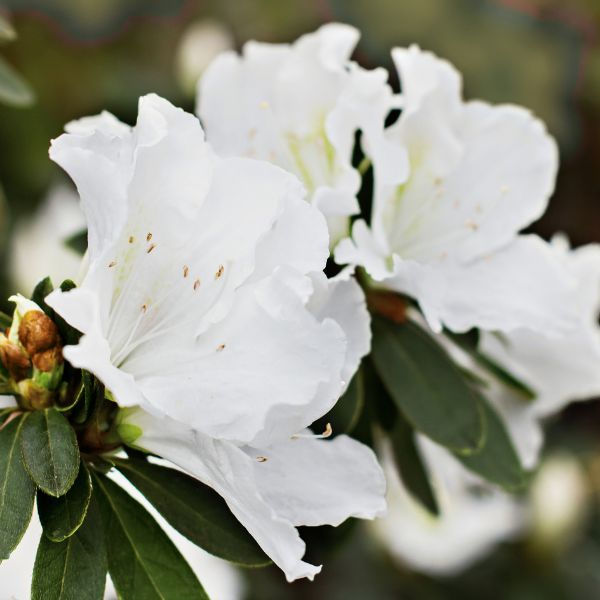 Hino White Azalea