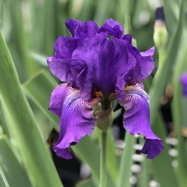 His Royal Highness Tall Bearded Iris Bloom