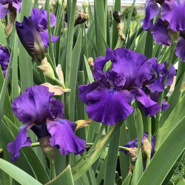 His Royal Highness Tall Bearded Iris Blooms