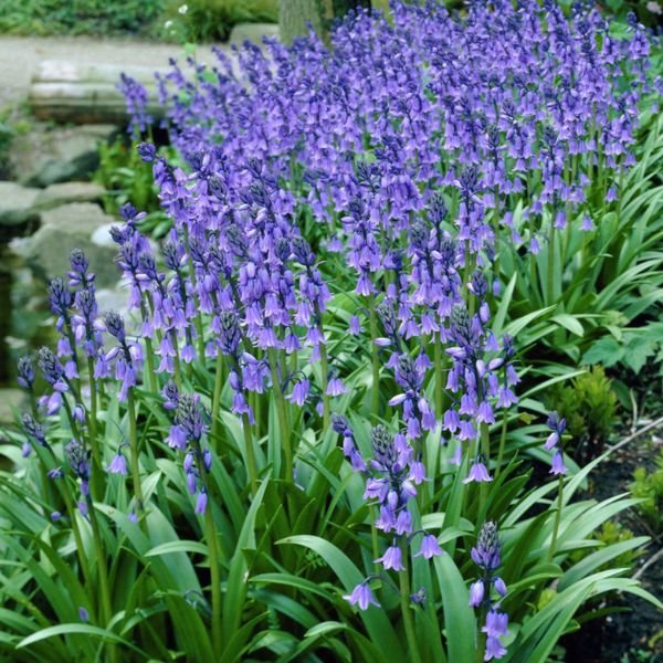 Hispanica Blue Hyacinth - Nature Hills Nursery - 25 Pack Bulbs - 