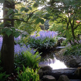 Hispanica Blue Hyacinth - Nature Hills Nursery - 25 Pack Bulbs - 
