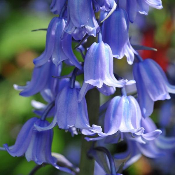 Hispanica Blue Hyacinth - Nature Hills Nursery - 25 Pack Bulbs - 