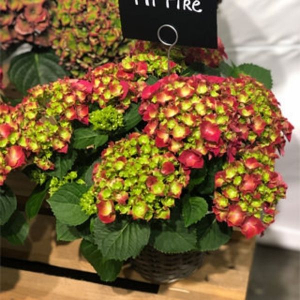 HI&trade; Fire Bigleaf Hydrangea - Nature Hills Nursery - #2 Container - 