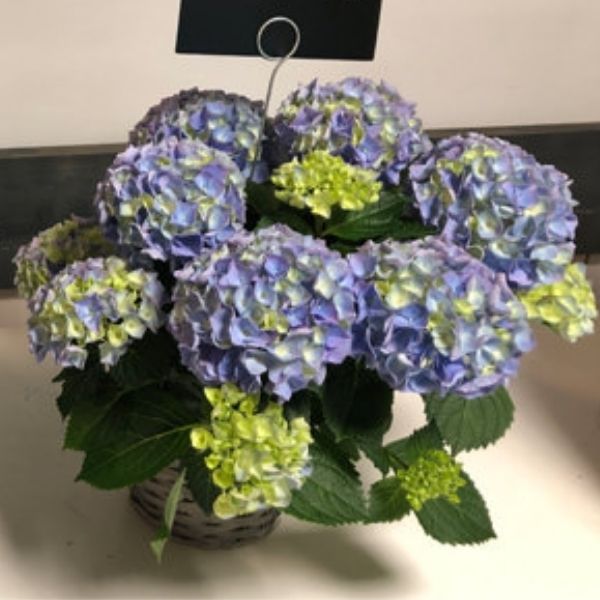 HI&trade; River Bigleaf Hydrangea - Nature Hills Nursery - #2 Container - 