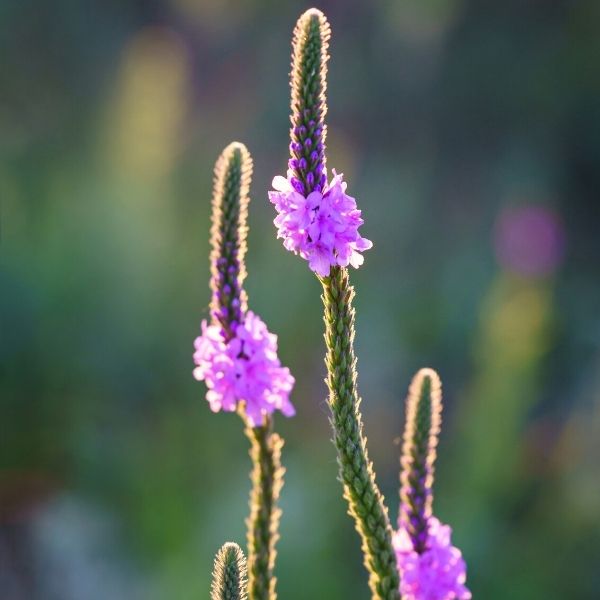 Hoary Vervain - Nature Hills Nursery - #1 Container - 