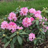 Holden's™ Pink Rhododendron - Nature Hills Nursery - #3 Container 1 - 2 Feet - 