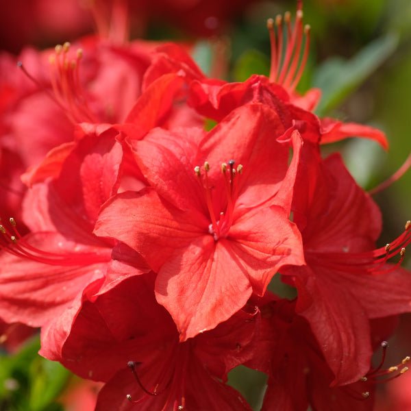 Holden’s Red Rhododendron