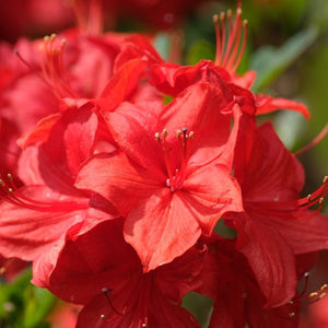 Holden’s™ Red Rhododendron - Bush - Nature Hills Nursery - 3 Container - 
