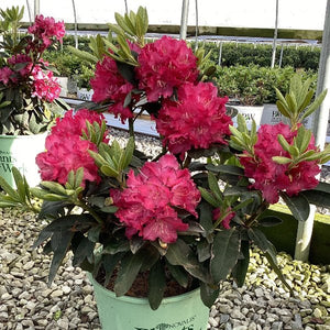 Potted Holdens Rhododendron flowering in a greenhouse setting with gravel and plants in the background