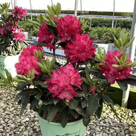 Potted Holdens Rhododendron flowering in a greenhouse setting with gravel and plants in the background